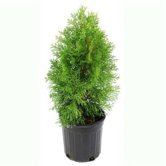 thuja plant – hariththarang