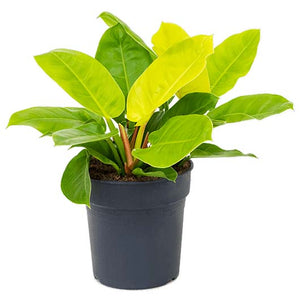 philodendron Moonlight / Moonshine