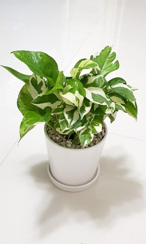 Enjoy Money Plant / POTHOS