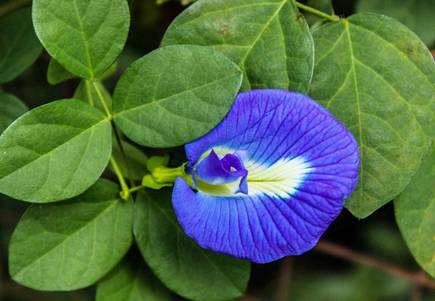sangu poo / blue pea / butterfly pea