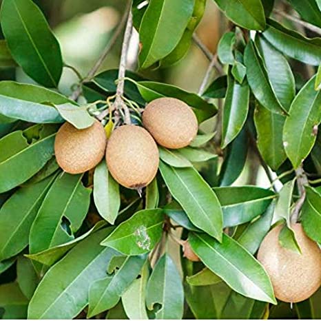 sapote tree