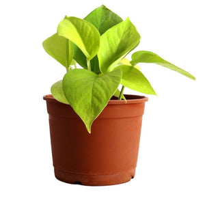 Golden Pothos / golden money plant