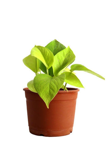 Golden Pothos / golden money plant
