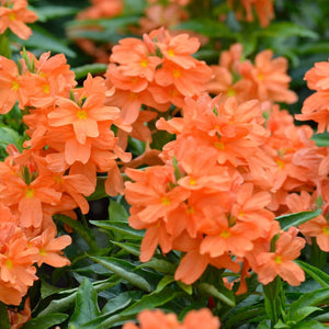 Kanagamaram / Crossandra
