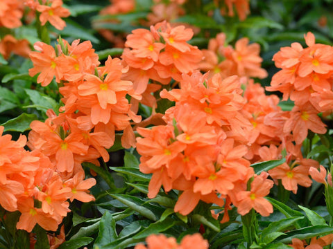 Kanagamaram / Crossandra