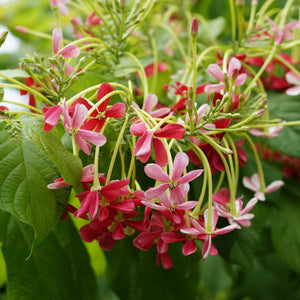 Rangoon creeper