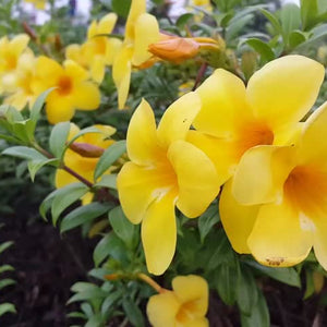 Alamanda creeper
