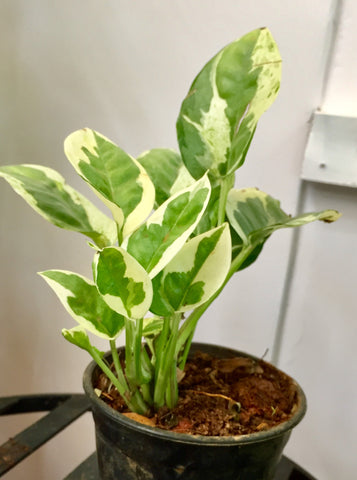 Enjoy Money Plant / POTHOS