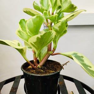 Peperomia Variegated