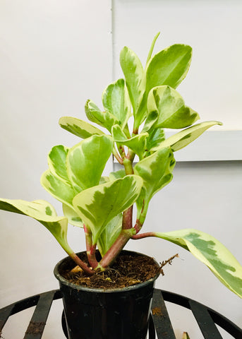 Peperomia Variegated