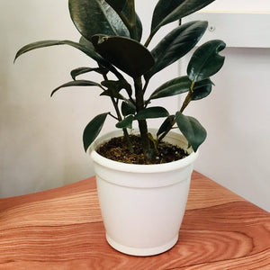 Ficus Rubber