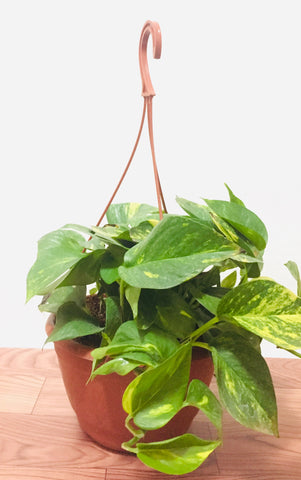 Green money plant hanging