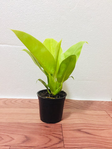 philodendron Moonlight / Moonshine