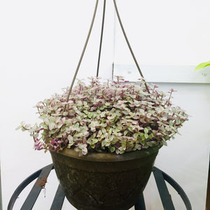Tradescantia Mini