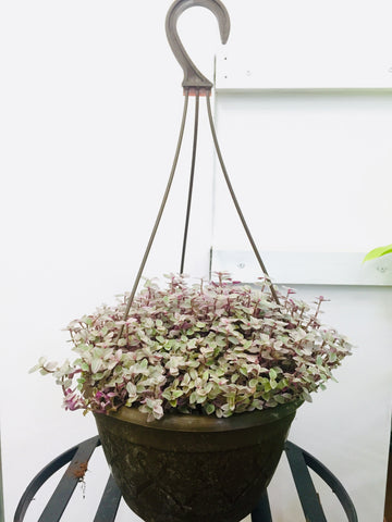 Tradescantia Mini