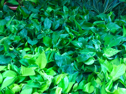 MONEY PLANT - GREEN