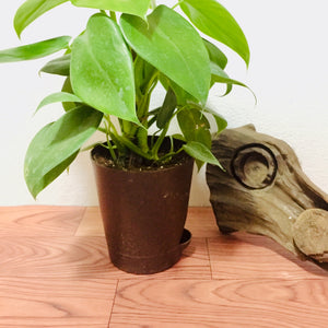 philodendron heartleaf