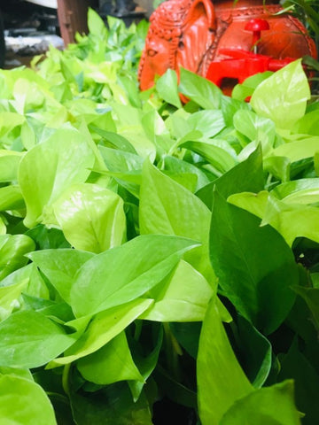 Golden Pothos / golden money plant