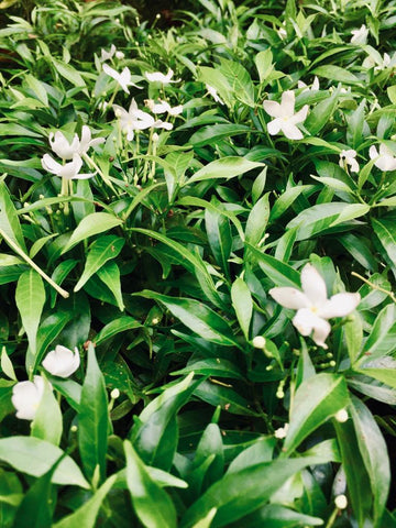 Tabernaemontana / Nandyarvattam / Crape Jasmine / TMC