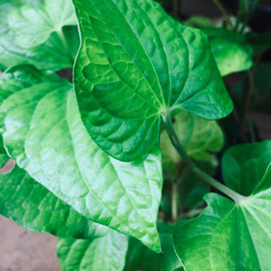 Thippili plant
