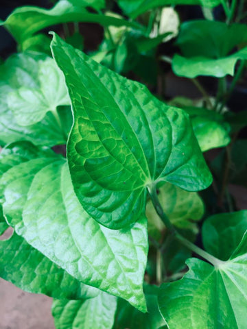 Thippili plant