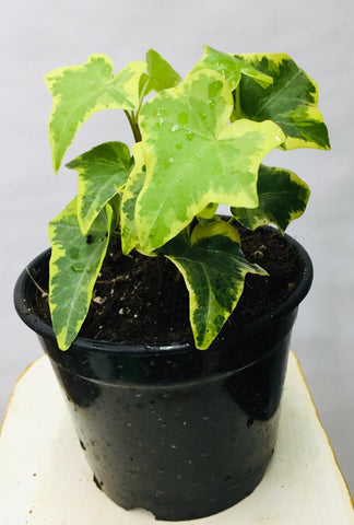 English ivy
