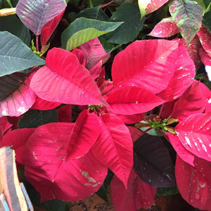Poinsettia