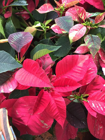 Poinsettia