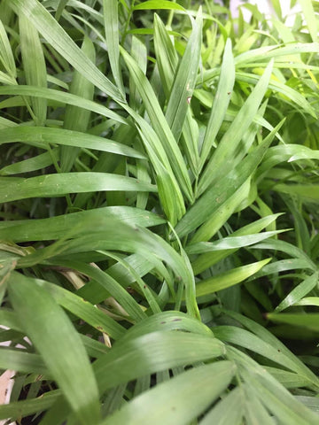 Cane palm