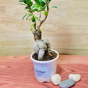 Ficus Bonsai