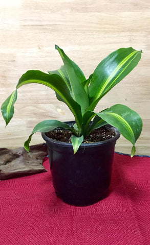 Draceana Massangeana