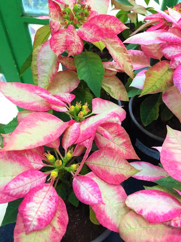Poinsettia