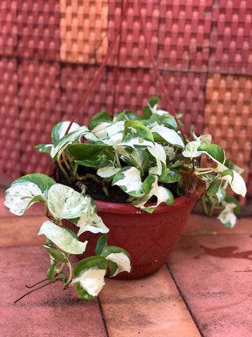 hanging plant  Variety