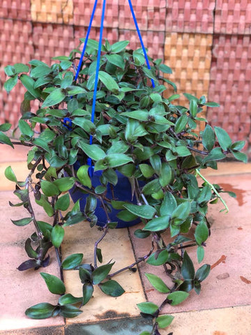 hanging plant  Variety