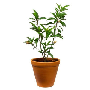 sapote tree