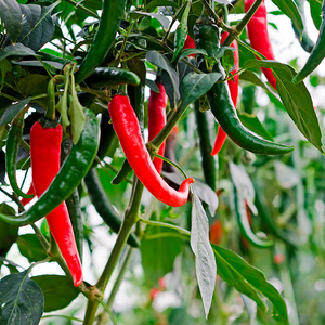 Chilly seeds