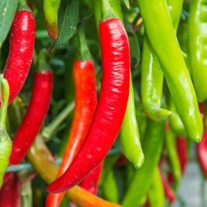 chillies