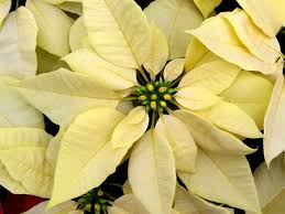 Poinsettia