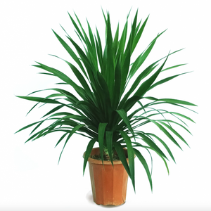 Dracaena Draco