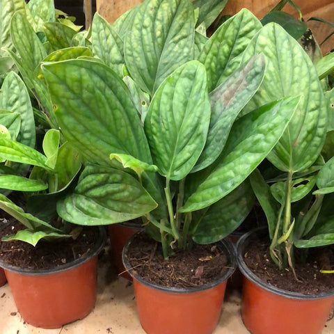 Monstera peru