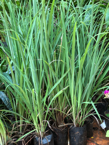 lemon grass