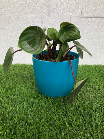 Water melon peperomia