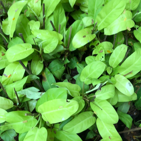 Ceylon gold