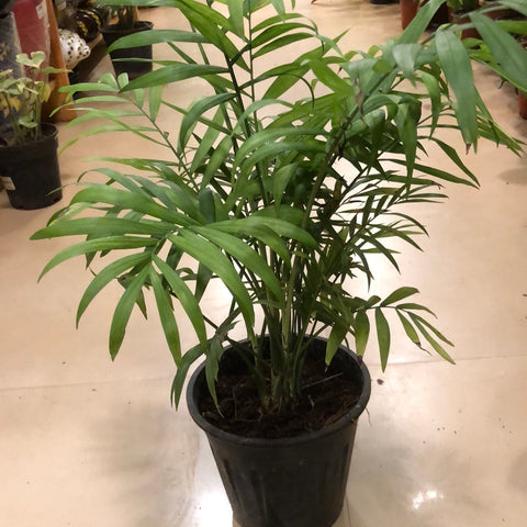 Cane palm