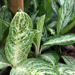 Aglaonema green