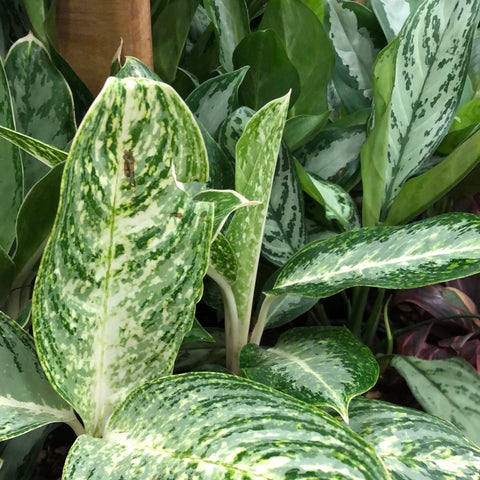 Aglaonema green