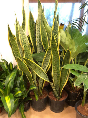 Snake plant / Sanseviera