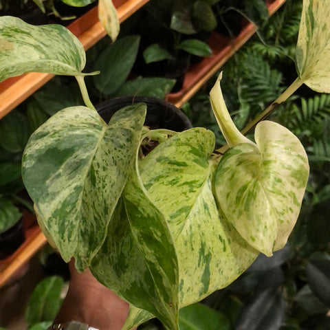 money plant- marble queen