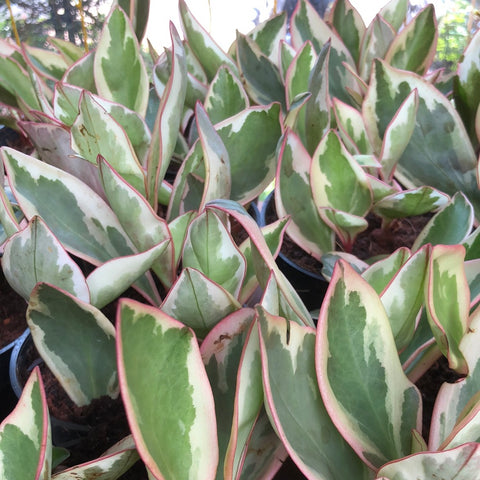 Peperomia Variegated