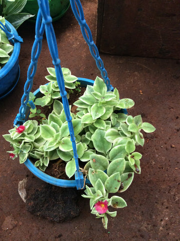 Hanging plant